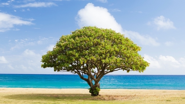 strong tree in front of the sea