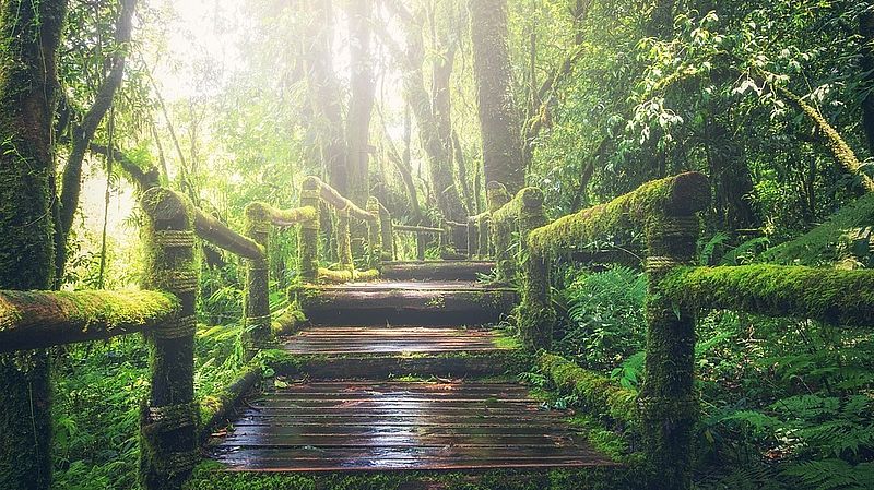 stairway in a forest
