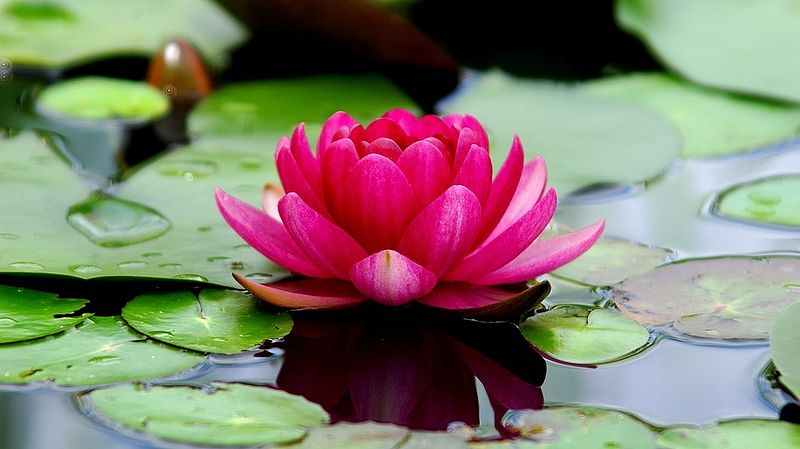 bright pink lotus flower on water