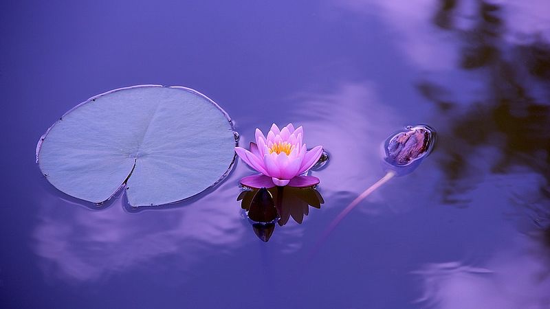 water lilly on the water