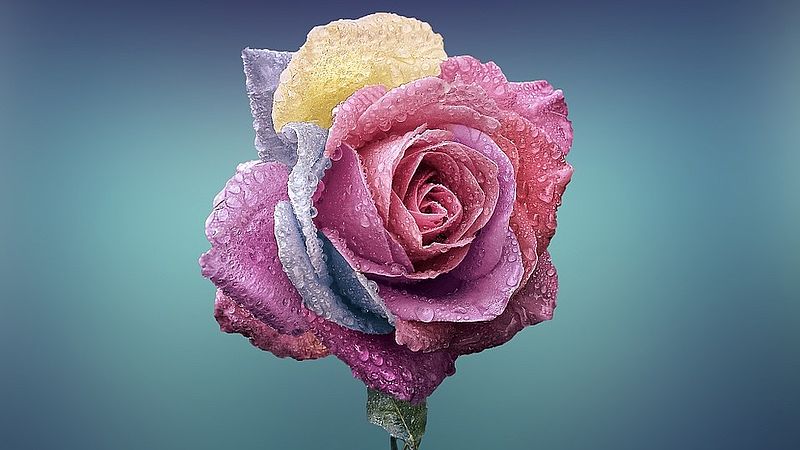 rose with different coloured leaves