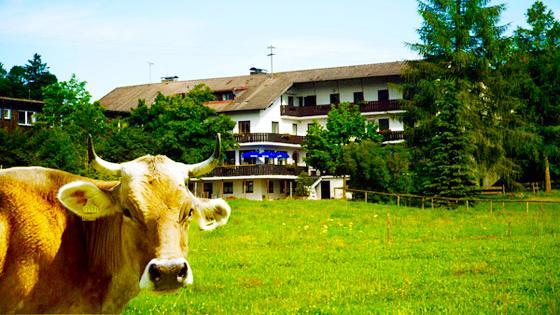 Allgaeu Ashram mit Kuh im Vordergrund