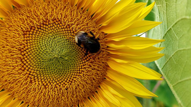 Sunflower with a bee