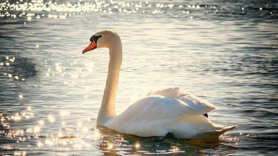 The swan as a symbol of wisdom and the ability to differentiate
